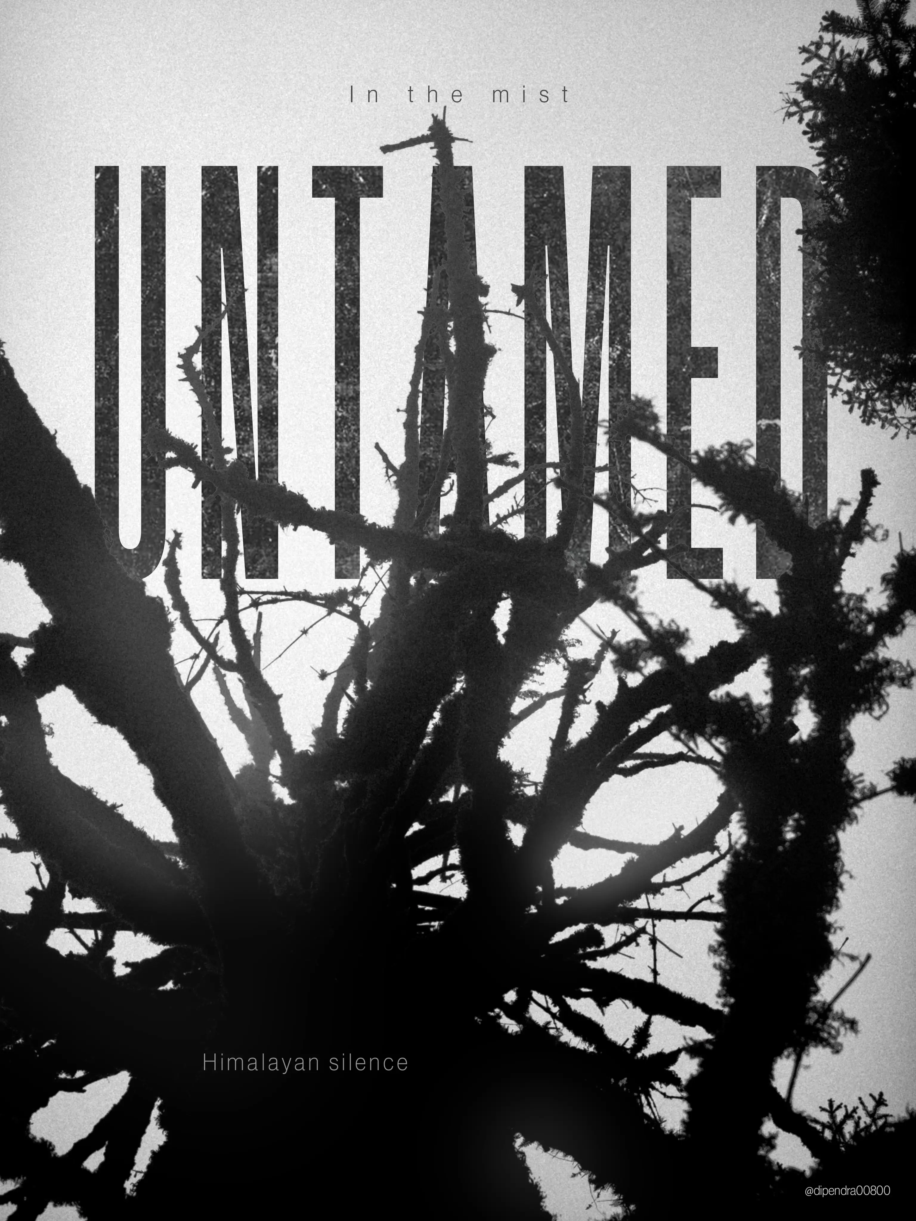 Untamed Trees of Himalaya - Silence